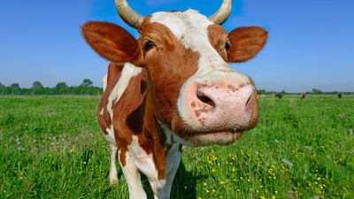 Lehmä niityllä.