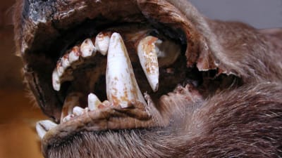 Björnen spetsiga tänder