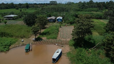 odling i Amazonas