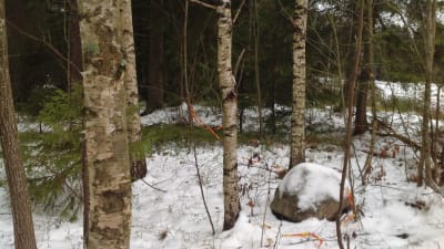 Vårberga skog