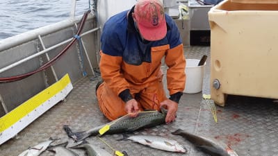 Fiskaren Mikael Lindholm mäter en lax