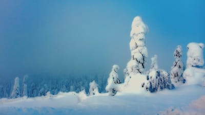 Vinterlandskap i Lappland