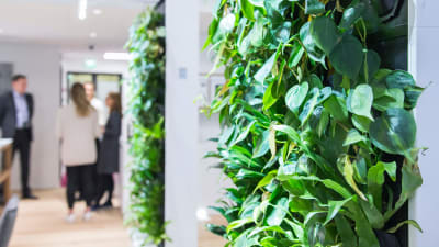 Gröna växter bildar en vägg i ett kontorslandskap.