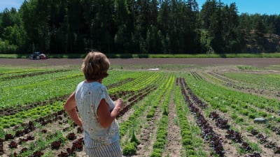 Ingrid Träskman som står med ryggen mot kameran vid sin grönsaksodling. 