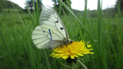 Mnemosynefjäril på gul blomma.