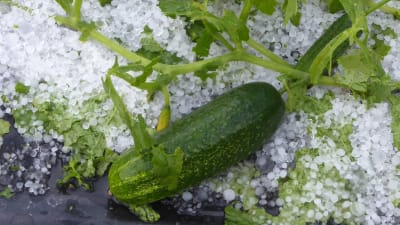 En grön gurka ligger i en hög med vitt hagel.