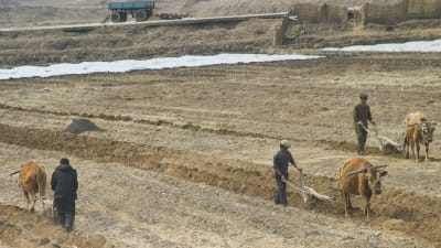 Jordbrukare i Nordkorea