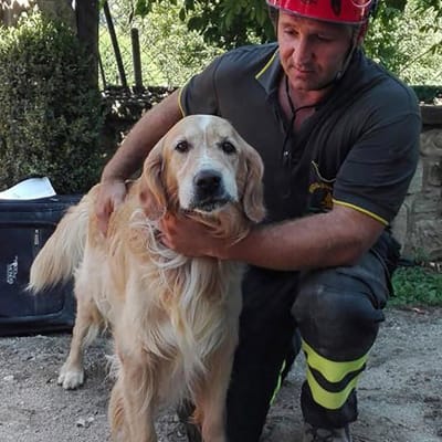 Golden retrievern Romeo räddades i staden Amatrice över en vecka efter den förödande jordbävningen i Italien.