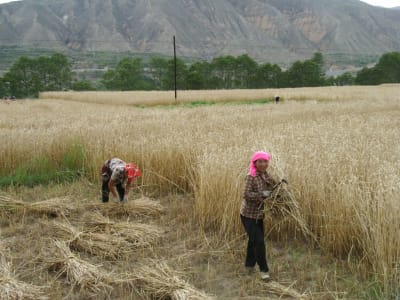 Kvinnor arbetar med jordbruk i Malaysia.