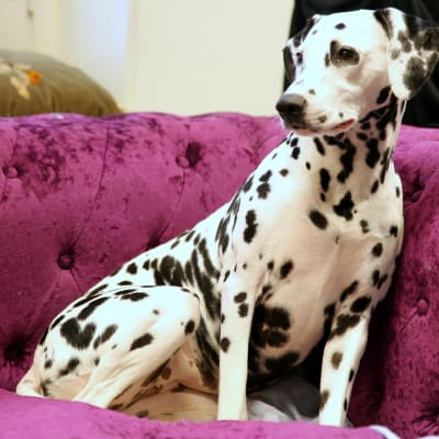 Dalmatilainen koira istuu sohvalla. 