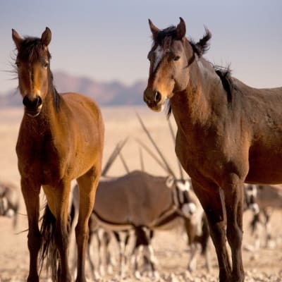 Namibian karussa autiomaassa asustavat villiintyneet hevoset, joiden elämä on taistelua olosuhteita vastaan.