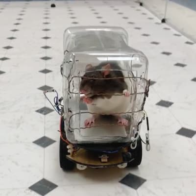 En råtta i en plastburk ovanpå ett litet hjulförsett motorfordon. Råttan lär sig att köra bil i utbyte mot möjligheten att nå fram till frukostflingor.