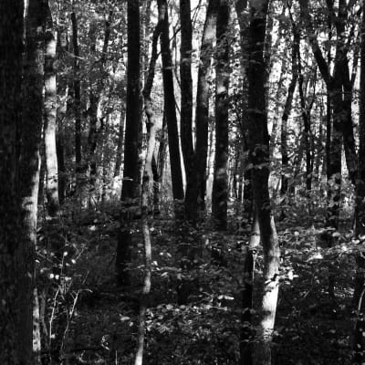 Skogen på Ramsholmen i Ekenäs