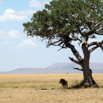 Tanzania