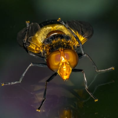 Vem är denna vackra fluga som Tony fotograferat?