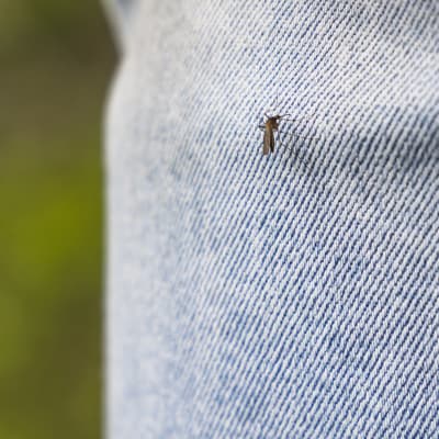 Hyttynen laskeutui housun lahkeelle etsimään verta.