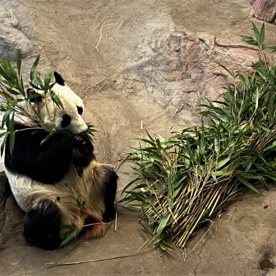 Panda syö bambua Ähtärin pandatalossa