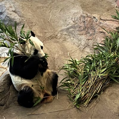En panda äter bambu i Etseri djurparks pandahus.