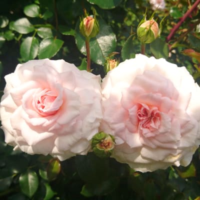 kaksi vaaleanpunaista ruusua