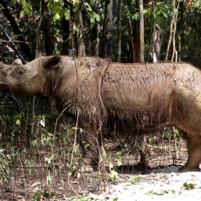 Kahdeksanvuotias sumatransarvikuono Harapan tutki ympäristöä Way Kambasin kansallispuistossa Indonesiassa marraskuussa 2015.