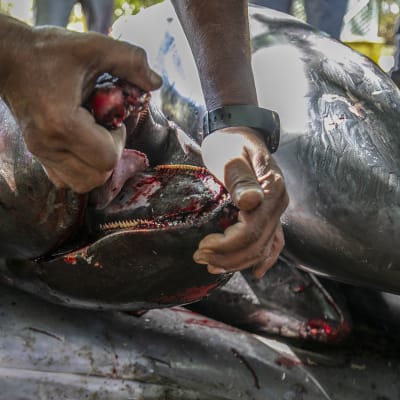 Kuolleita delfiinejä Mauritiuksella, öljyvuoto