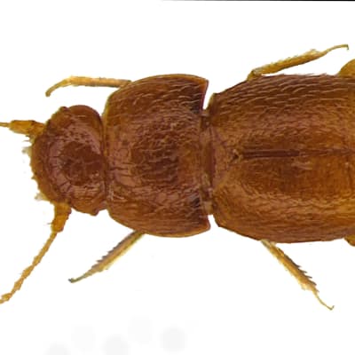 Honungsfärgad skalbagge med sex ben och två långa spröten.