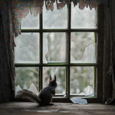 Orava katsoo särkyneestä ikkunasta.