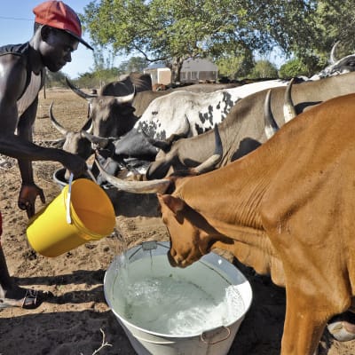 En man i Moçambique ger vatten åt sina kor. Moçambique är ett av de hårdast drabbade av den omfattande torkan i södra Afrika.