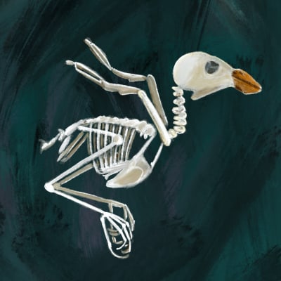 Illustration av ortolansparvens skelett.