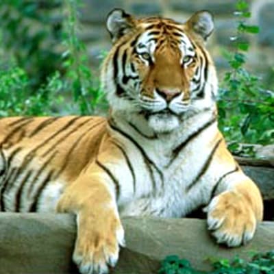 Sibirisk tiger