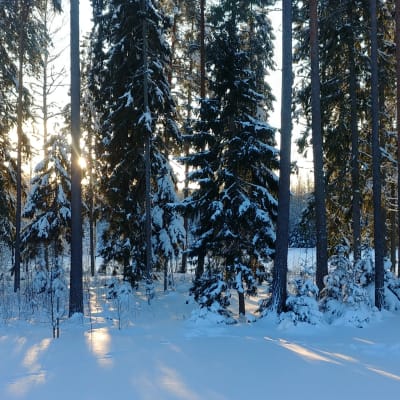 Aurinko paistaa lumisen metsän läpi.
