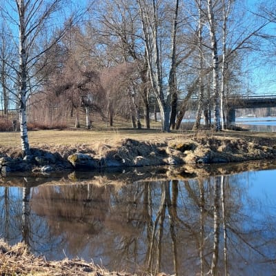 Rantapuut heijastuvat järven pinnasta.