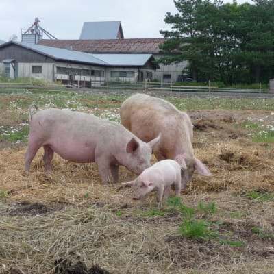 En grisfamilj på en ekologisk svingård i Övermark.