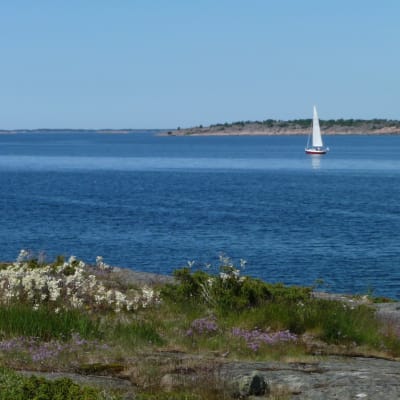 Skärgårdsbild med en segelbåt på havet
