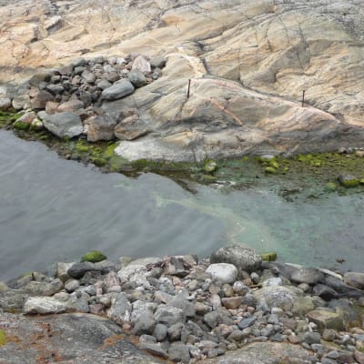 Blågröna alger på Kalvskär 2015