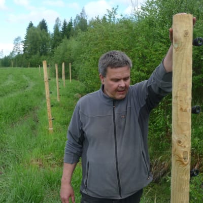 Anders Norrback står vid en cirka två meter lång påle. Dessa pålar utgör stommen i hans vargstängsel.