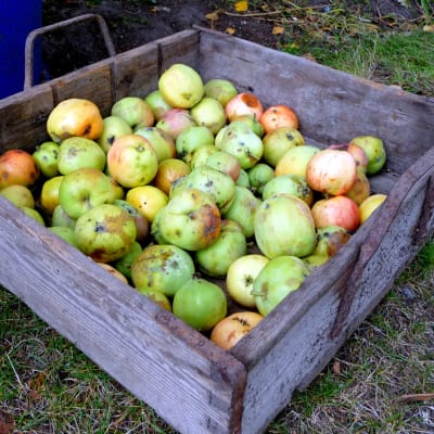 Fallfrukt från äppelträden på Änglagård