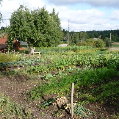 Biodynamisk odling på Kurala bybacke i Åbo