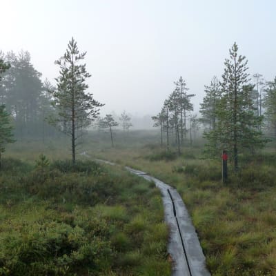 Kurjenrahka nationalpark
