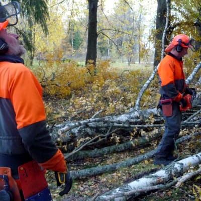 Hans Rönn och Erik Österåker avverkar stormfällda träd.