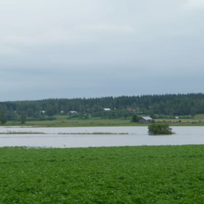 Översvämmad odling i Kristinestad.
