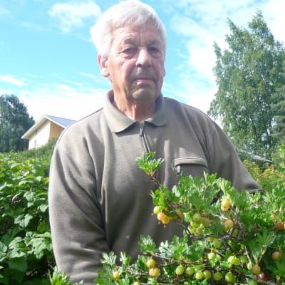 Pentti Tyni