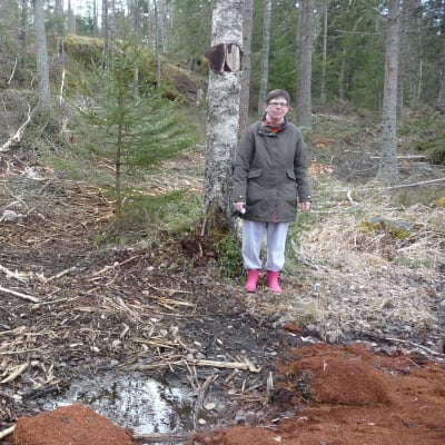 Tanja Westerholm står i en skog i Kristinestad som efter avverkning ser ut som ett bombnedslag enligt henne.