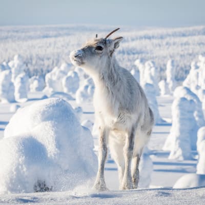 Elokuvat toimivat usein myös tehokkaana matkailumainontana. Hienot maisemat houkuttelevat käymään kuvausmaassa.