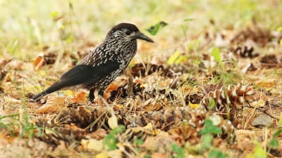 Pähkinähakki maassa