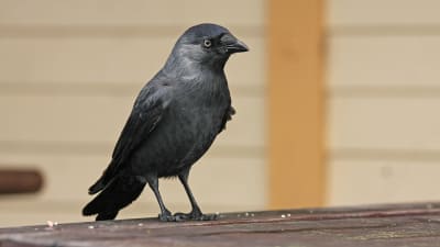Naakka