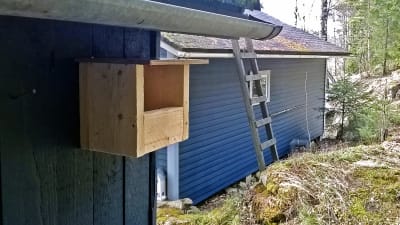 Grå flugsnappares holk på en stugvägg.