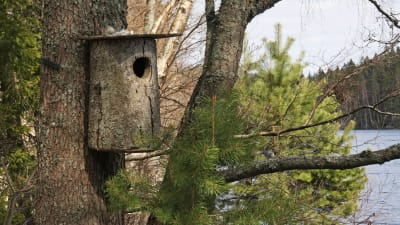Knipholk i en klibbal och ett söndrigt ägg på holken.