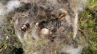 Vanlig dödgrävare och död fågelunge i ett fågelbo