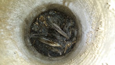 Svartvit flugsnappares döda ungar i en fågelholk.